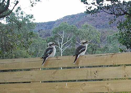 Kookaburra
