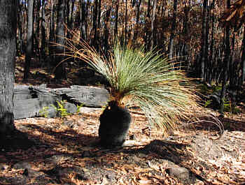Grampian Nationalpark