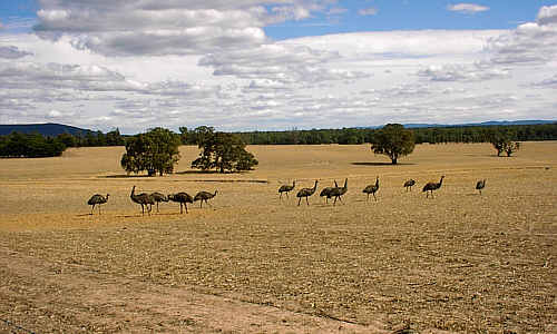 Emus