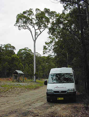 Parkplatz Pee Tree