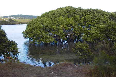 Old River Warf Reserve