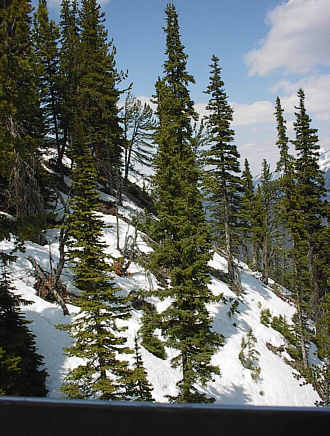 Sulphur Mountain