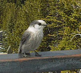 Gray Jays