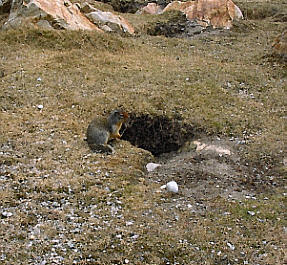 Pika