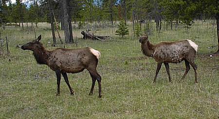 Wapiti