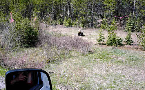 Grizzly