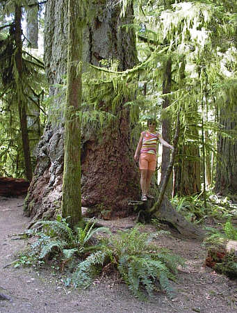 Mac Millan Provincial Park