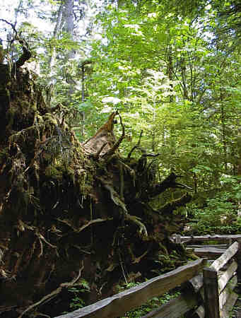 Mac Millan Provincial Park