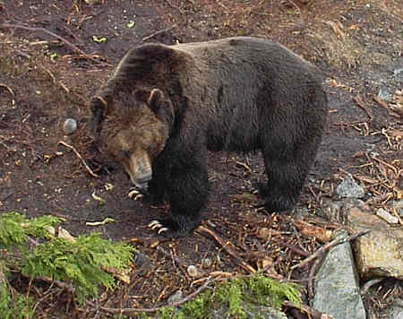 Grizzly