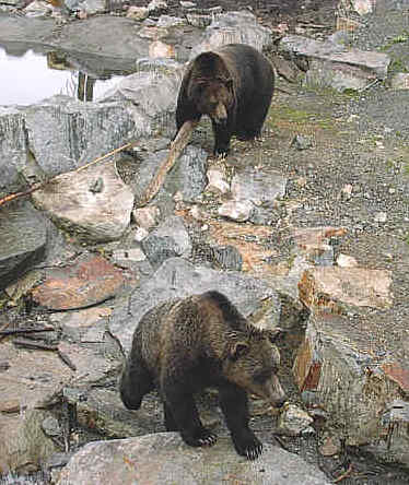 Grizzly