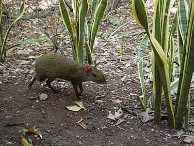 Agutis