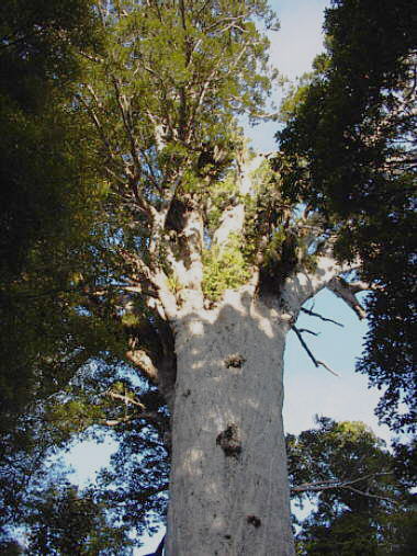 Waipoua Kauri Forest - Kauribaum