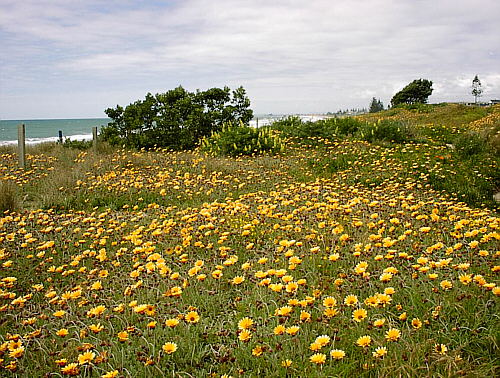 Bay of Plenty