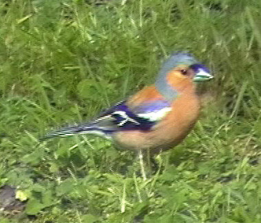Chaffinch