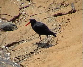 Kaiteriteri