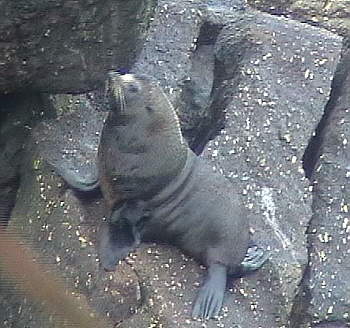 Seel�wen