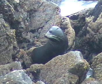 Seel�wen