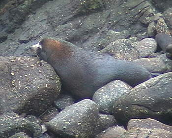 Seel�wen