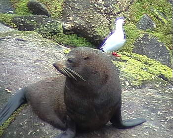 Seel�wen