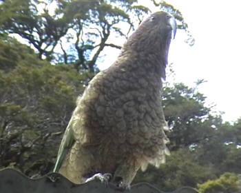 Kea
