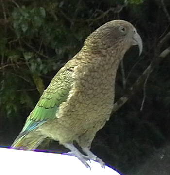 Kea