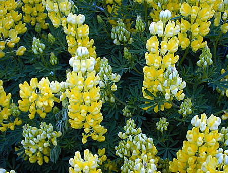 Lupinen