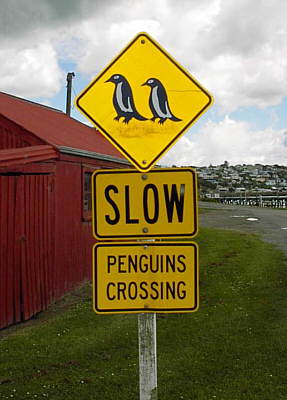 Blue Penguins