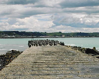 Blue Penguins