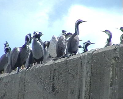 Blue Penguins
