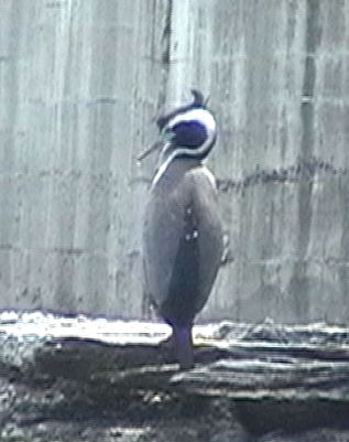 Blue Penguins