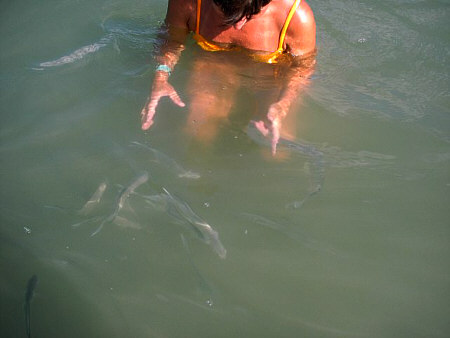 Fische
