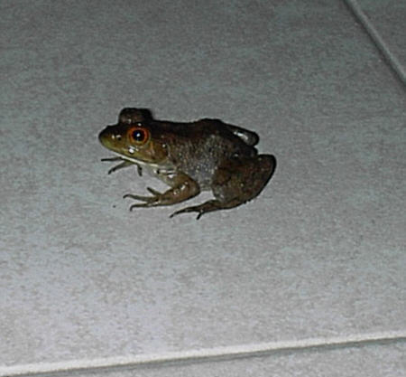 Frosch