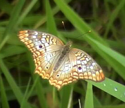 Schmetterling