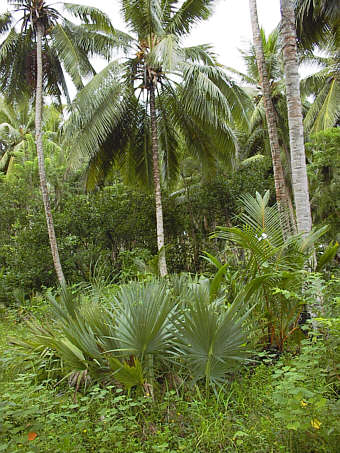 Urwald