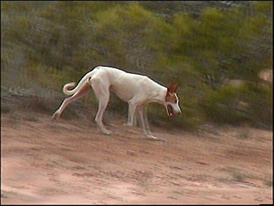 Podenco