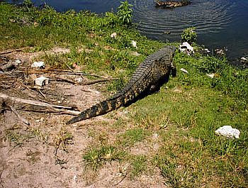 Cienfuegos Kuba