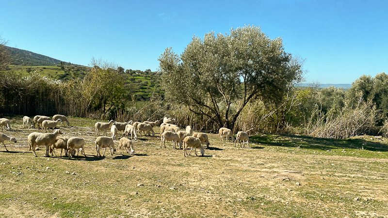 Fahrt nach Meknès