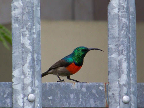 Nektarvogel