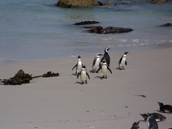 Pinguine Simons Town