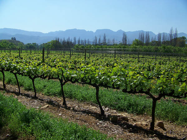 Weingut Boschendal