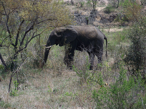 Elefant