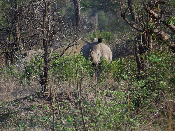 Nashorn