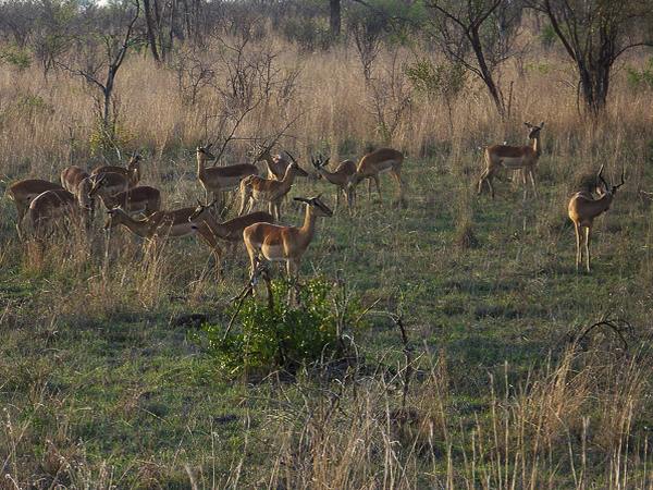 Impala