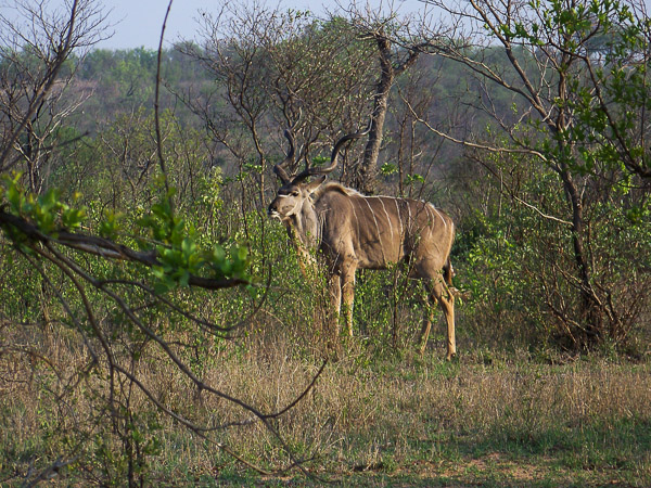 Gnu