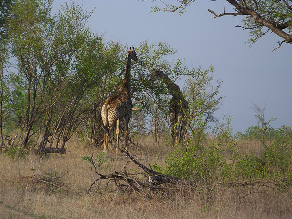 Giraffe