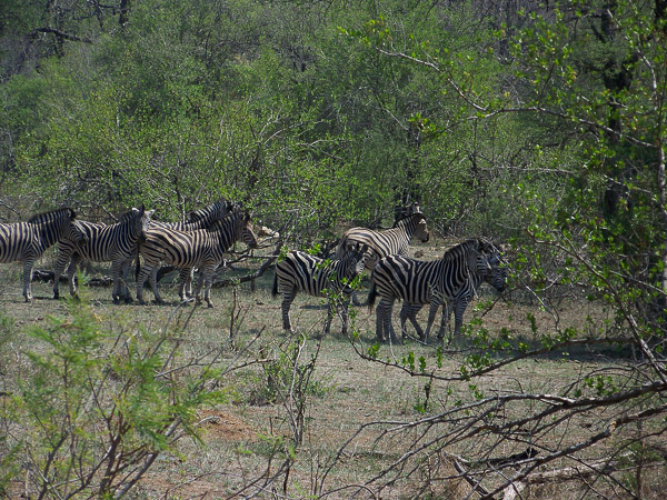Zebra