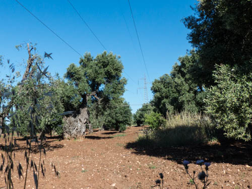 alter Olivenbaum