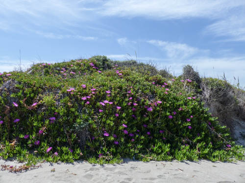 Mittagsblumen