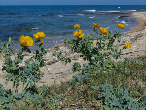 gelber Mohn