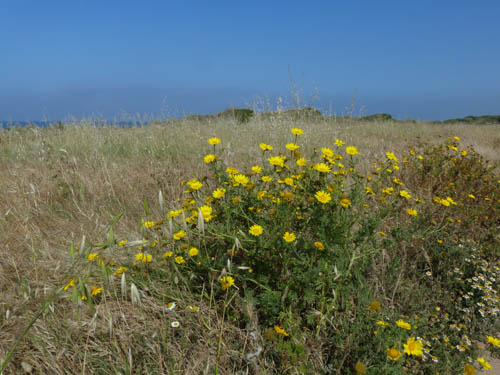 gelbe Margeriten
